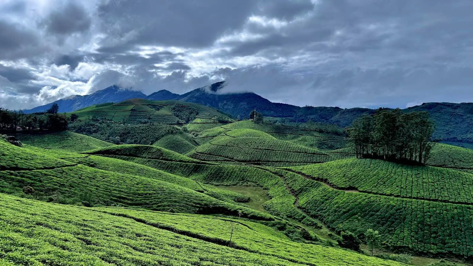 Lockhart Gap Munnar