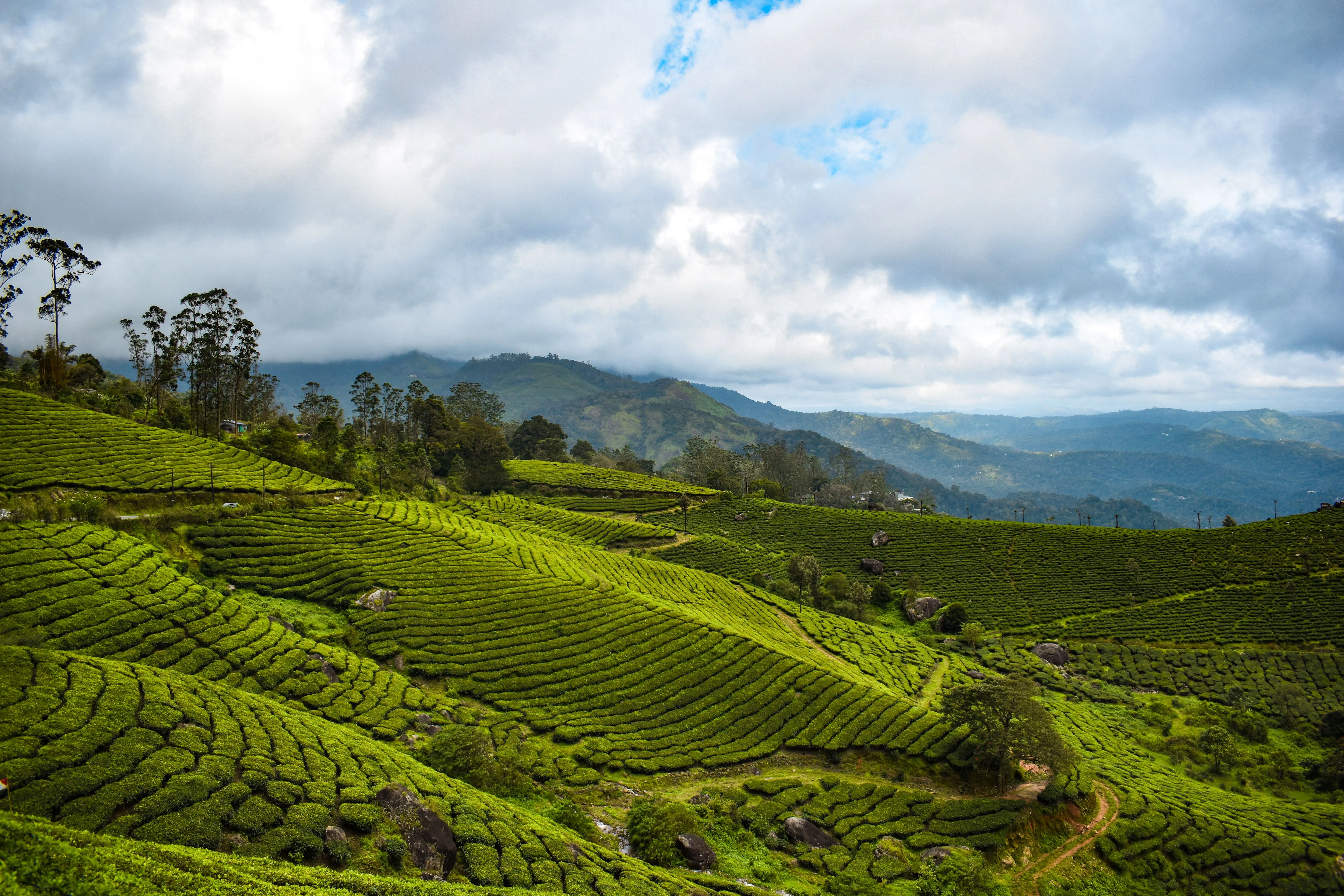 Tea Plantations in Munnar